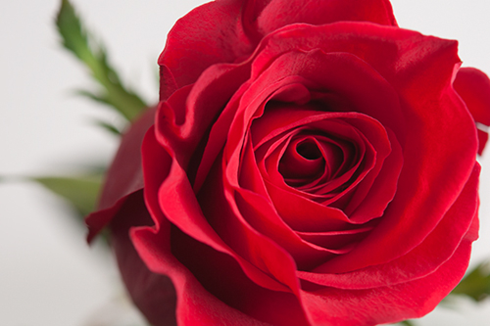 1/2 Dozen Red Roses Product Image