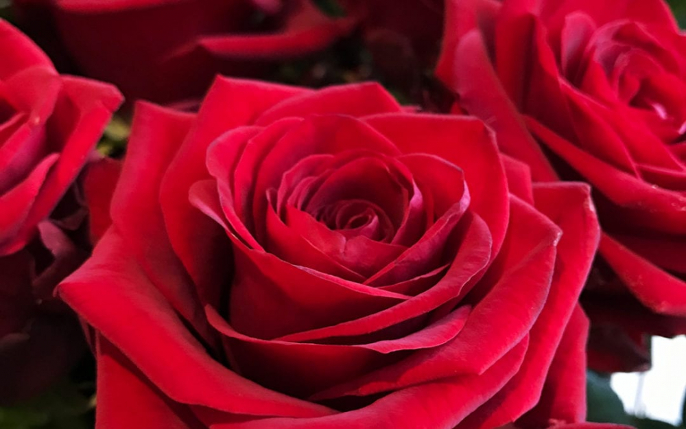 Dozen Red Roses Product Image
