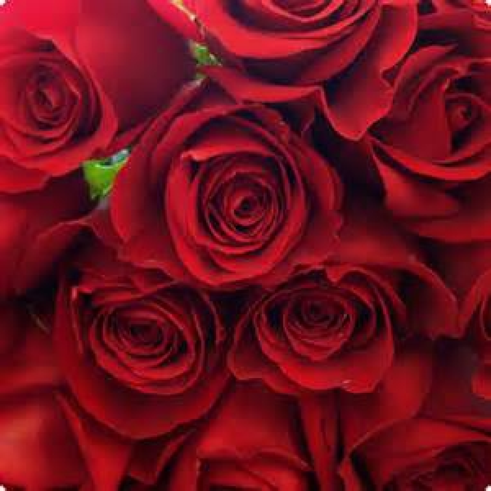 24 Red Roses Product Image