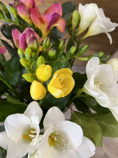 Freesia Bouquet - A bouquet of beautiul mixed freesia in a gift bouquet.